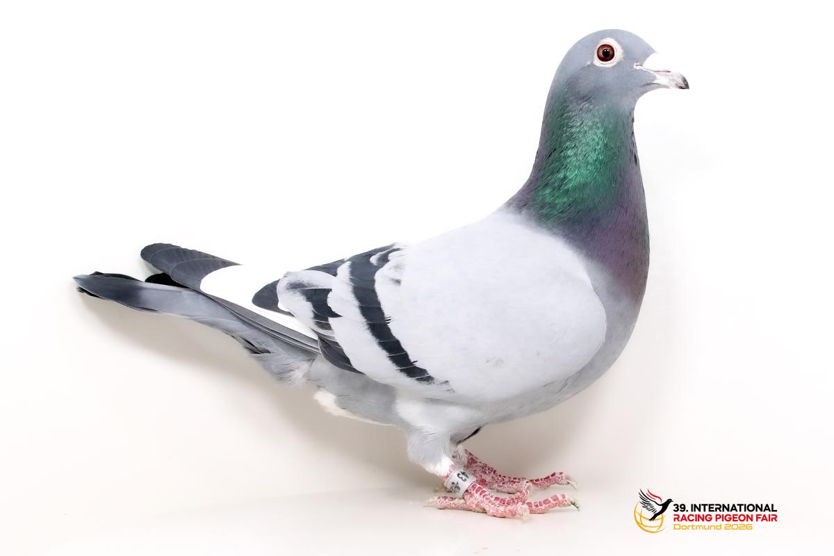 DV 09188-25-143, Karl-Heinz Schleifer 794-9188-25-143