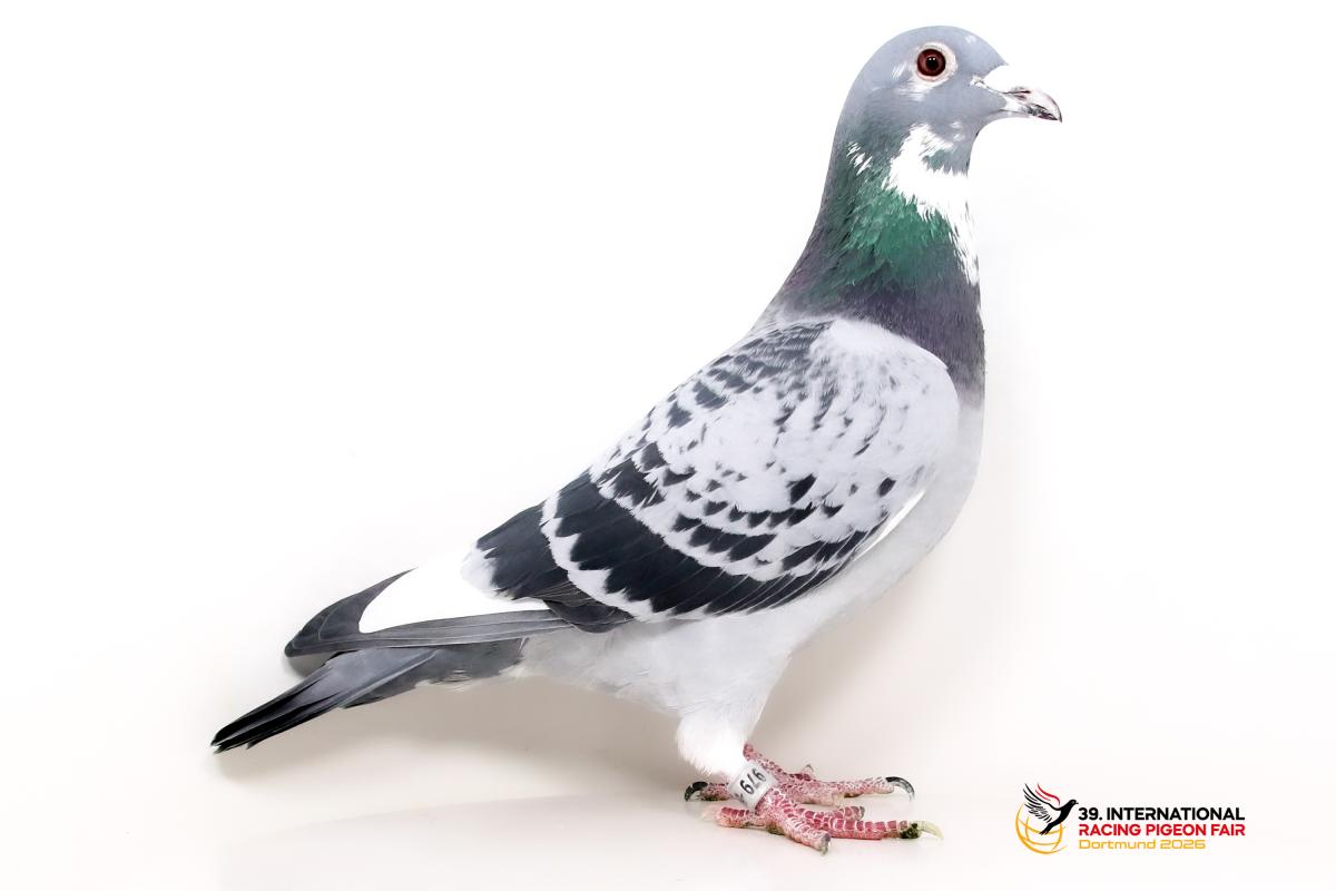 DV 01533-25-979, SG Korzeniewsky 798-1533-25-979