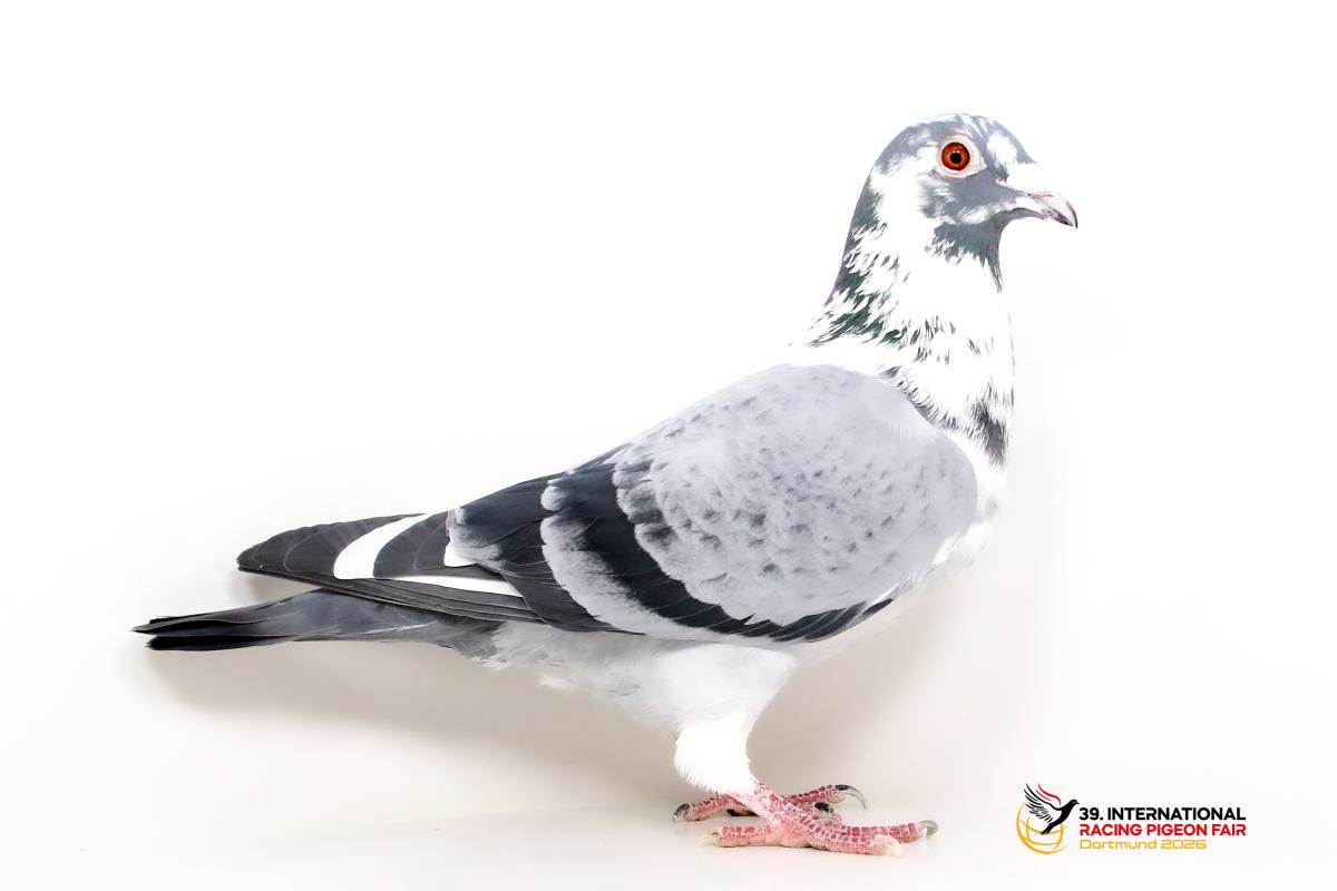 DV 05303-23-3, Joanna u. Adrian Misiak K577-5303-23-3