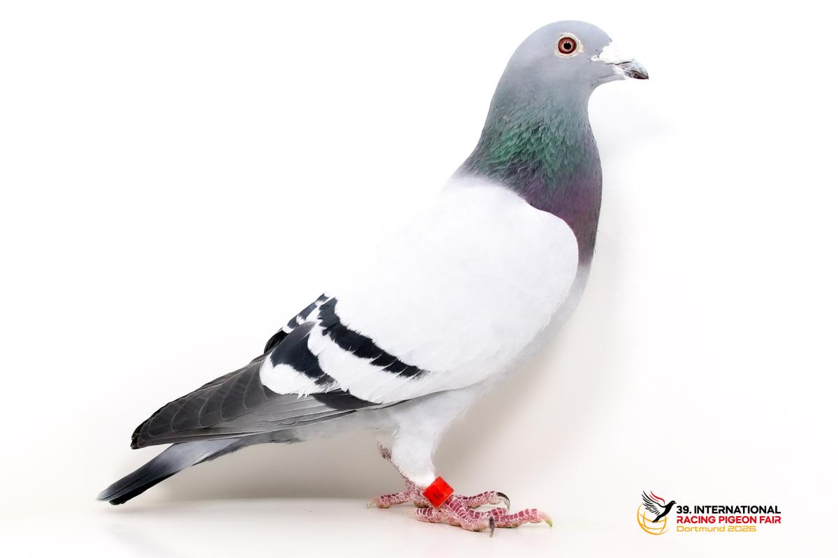 DV 04266-22-79, Heinrich Prenger-Millies K579-4266-22-79