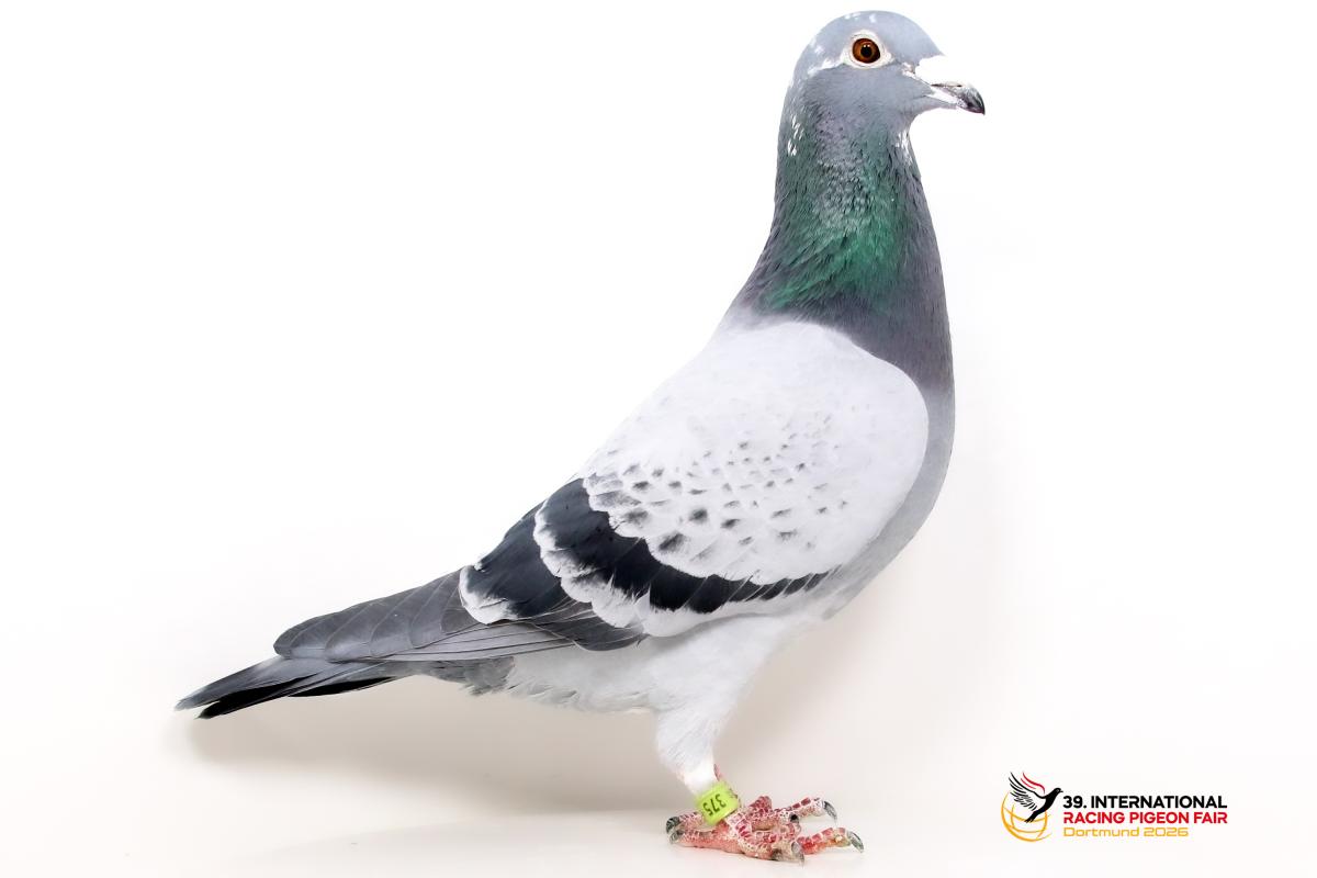 DV 0999-23-375, Konrad Träger K582-0999-23-375