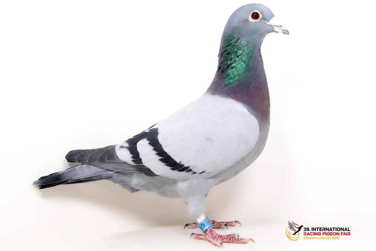 DV 08897-21-93, SG Steffl K584-8897-21-93