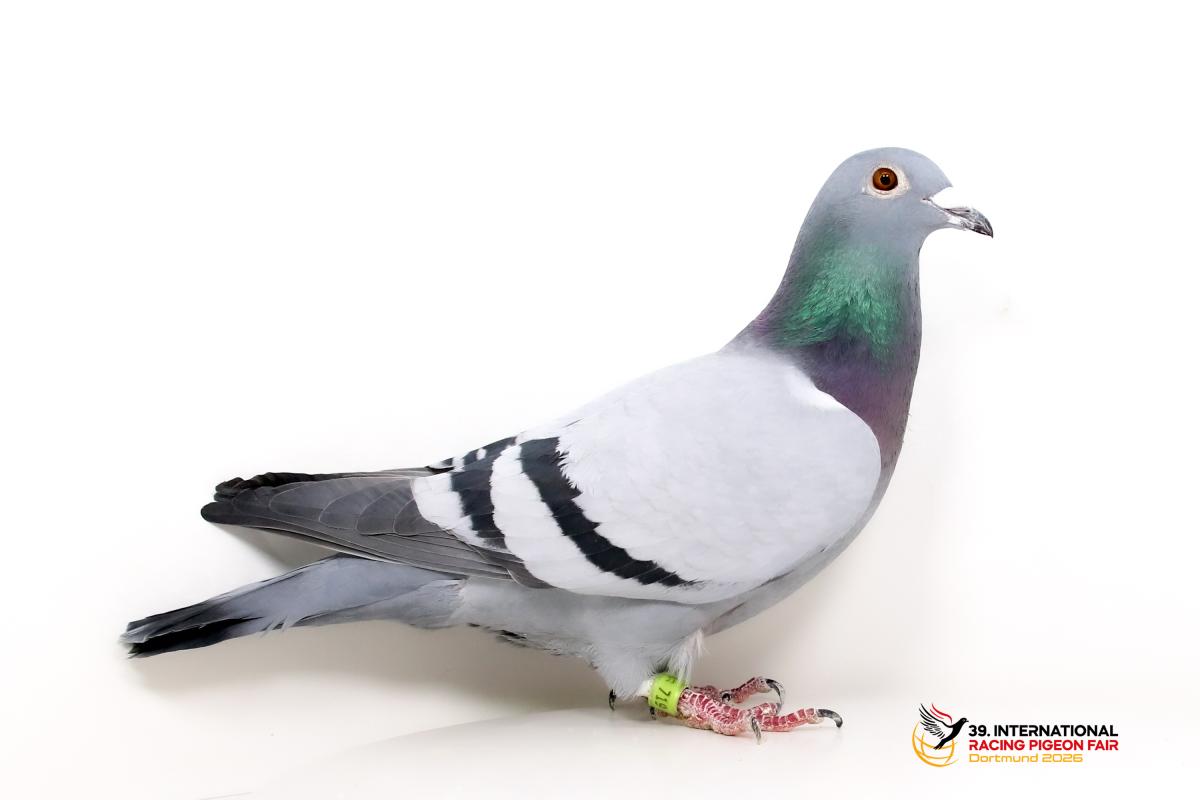 DV 02540-23-719, SG Vortkamp K654-2540-23-719