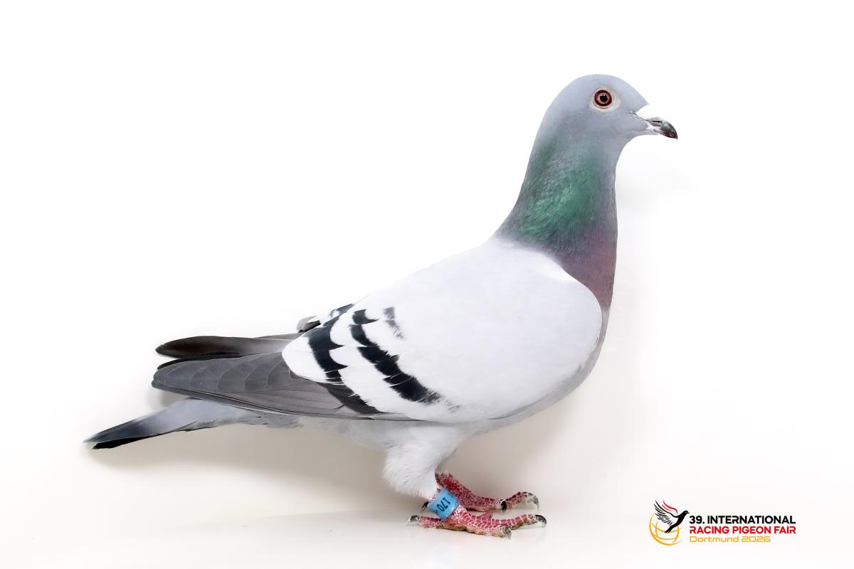 DV 08897-21-170, SG Steffl K671-8897-21-170