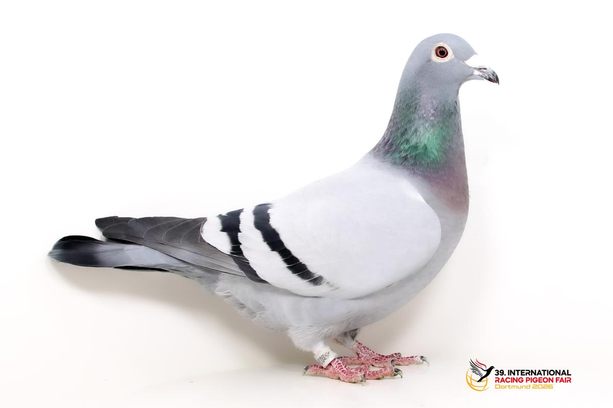 DV 02432-20-189, SG Wittenbrink K677-2432-20-189