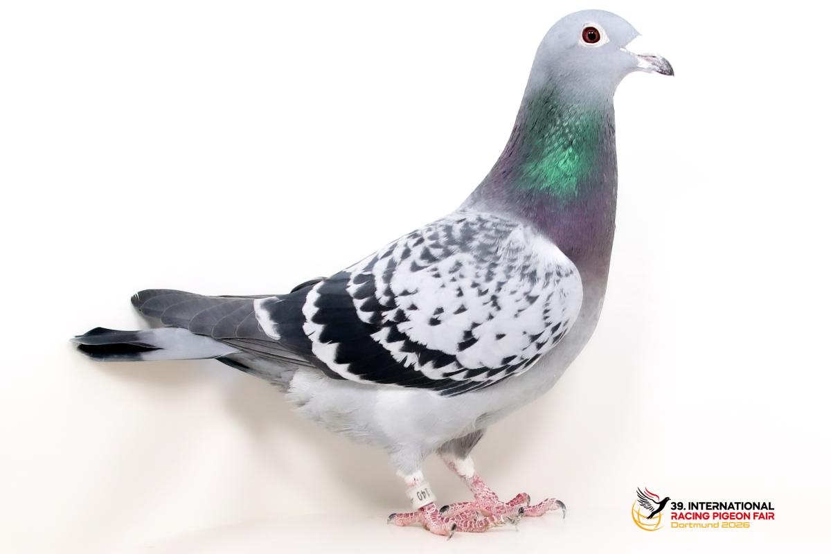 DV 06914-20-140, SG Wolf u. Sohn K684-6914-20-140