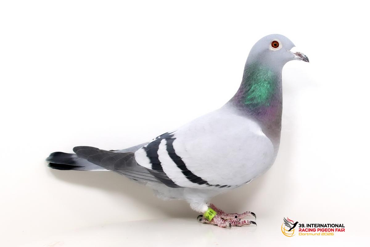 DV 09465-23-69, SG Peters-Bacher K686-9465-23-69