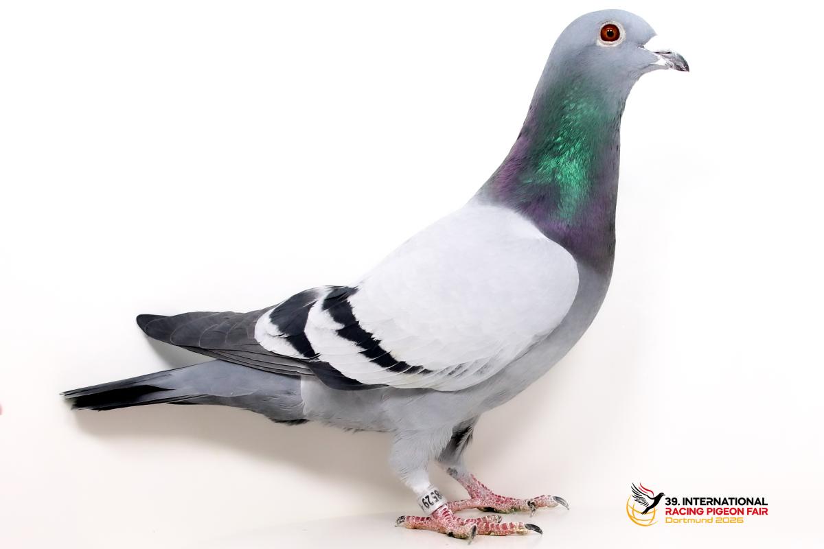 DV 08897-25-8529, SG Steffl K779-8897-25-8529