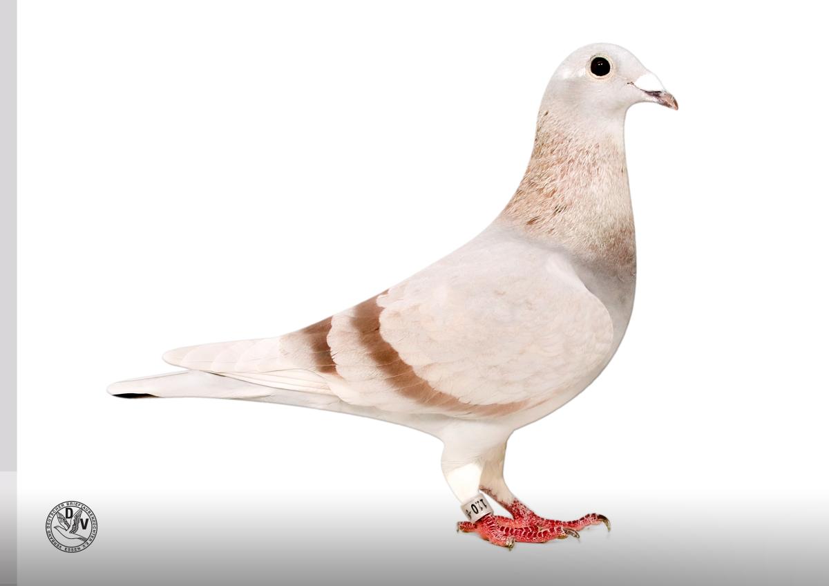 DV 07686-25-110, Paul u. Daniel Wiegand Standard-DV110-StjW