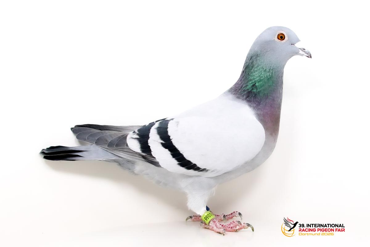 Sporttauben--D-42--DV1066