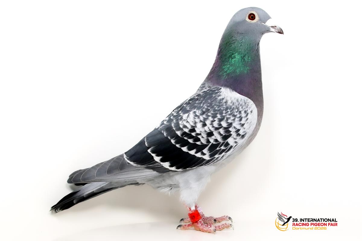 Sporttauben--E-43-DV475
