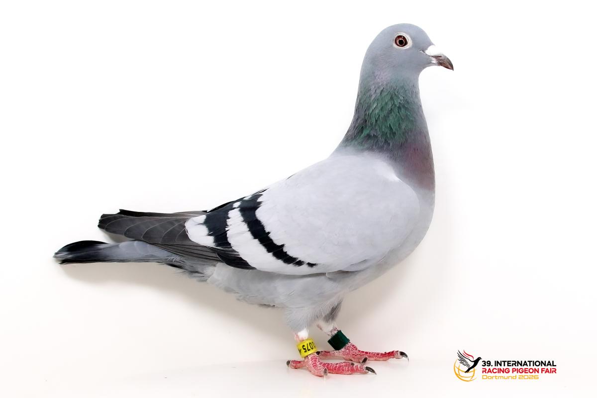Sporttauben--G-52-DV1075