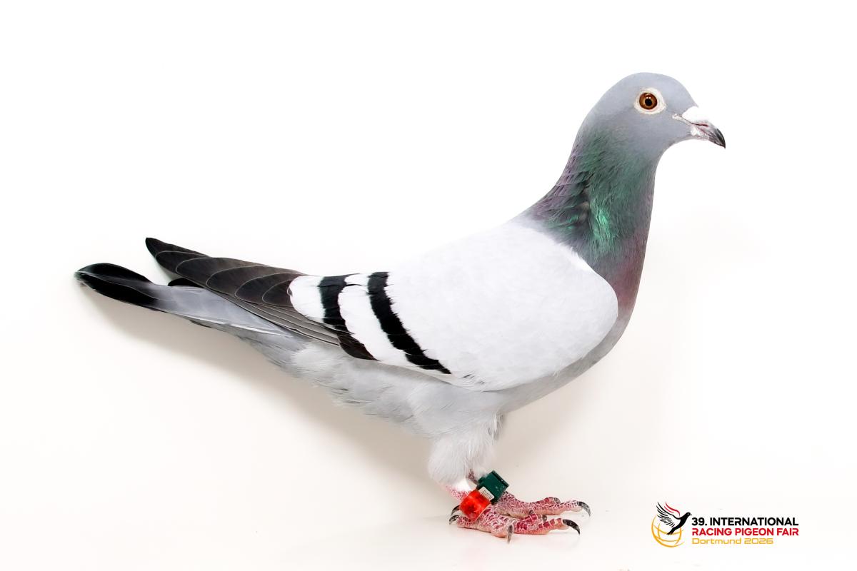 Sporttauben--H-54-DV2242