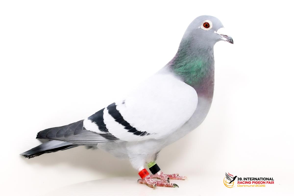 Sporttauben--I-57-DV126